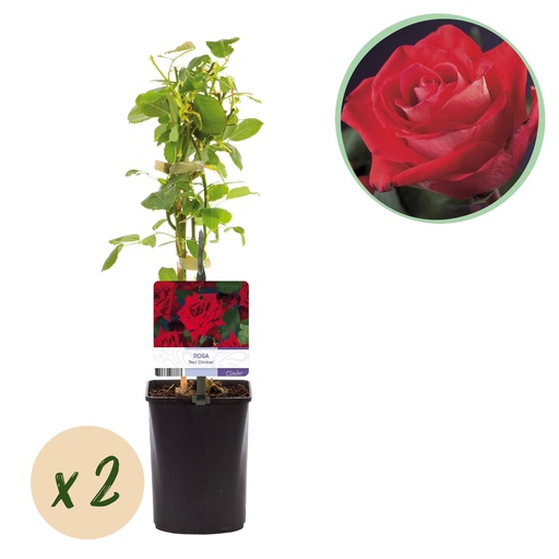 "Kletterrose - Rosa Red Climber - Dunkelrote Blüte - Pflegeleicht - 2 Pflanzen - Topf 11cm Höhe 40cm image"