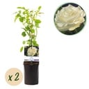 Kletterrose - Rosa White Climber - Blüte Weiß - Wenig Pflege - 2 Pflanzen - Topf 11 cm Höhe 40 cm