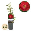 Kletterrose - Rosa Red Queen - Blüte Rot - Geringer Pflegeaufwand - 2 Pflanzen - Topf 11 cm Höhe 40 cm