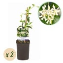 Toskanischer Jasmin - Trachelospermum jasminoides - Blüte Weiß - Immergrün - 2 Pflanzen - Topf 11 cm Höhe 40 cm