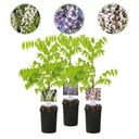 Blauregen - Wisteria floribunda Tricolour - Blüten Blau Rosa Weiß - 3 Pflanzen - Topf 11 cm Höhe 40 cm