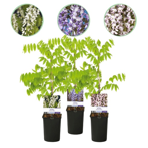 "Blauregen - Wisteria floribunda Tricolour - Blüten Blau Rosa Weiß - 3 Pflanzen - Topf 11 cm Höhe 40 cm image"