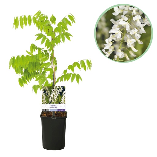 "Blauregen - Wisteria floribunda Alba - Blüte Weiß - 1 Pflanze - Topf 11cm Höhe 40cm image"