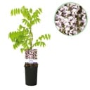 Blauregen - Wisteria floribunda Rosea - Blüte rosa - 1 Pflanze - Topf 11cm Höhe 40cm