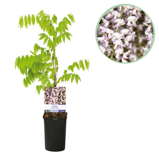 "Blauregen - Wisteria floribunda Rosea - Blüte rosa - 1 Pflanze - Topf 11cm Höhe 40cm image"