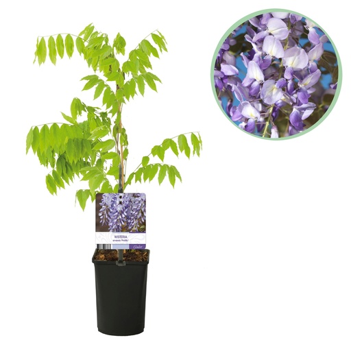 "Blauregen - Wisteria floribunda Prolific - Blüte Blau - 1 Pflanze - Topf 11cm Höhe 40cm image"