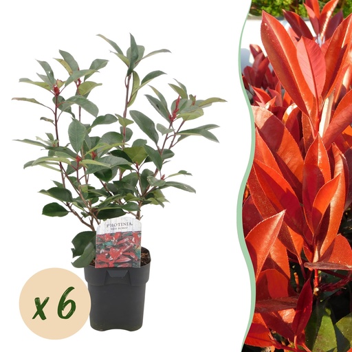 "Heckenpflanzen - Photinia fraseri Red Robin - grün rot - 6 Pflanzen - 1 laufender Meter - immergrün - Topf 17cm Höhe 50cm image"