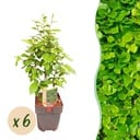 Heckenpflanzen - Carpinus betulus - Blatt grün - 6 Pflanzen - 1 laufender Meter - laubabwerfend - Topf 17cm Höhe 55cm