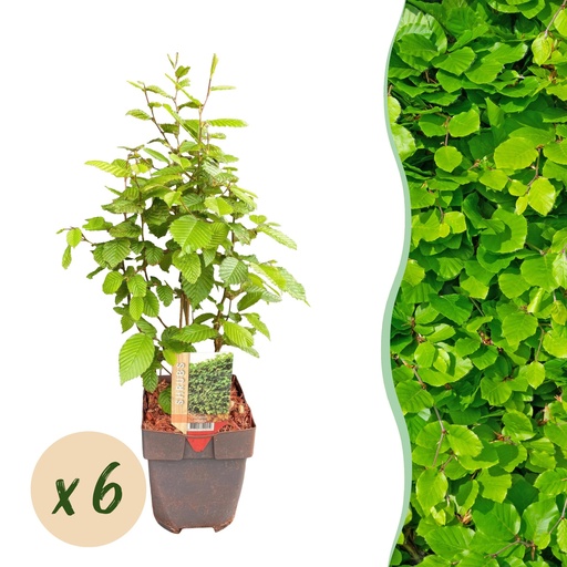 "Heckenpflanzen - Carpinus betulus - Blatt grün - 6 Pflanzen - 1 laufender Meter - laubabwerfend - Topf 17cm Höhe 55cm image"