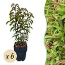 Heckenpflanzen - Prunus lusitanica Angustifolia - Blatt grün - 6 Pflanzen - 1 laufender Meter - immergrün - Topf 17cm Höhe 50cm