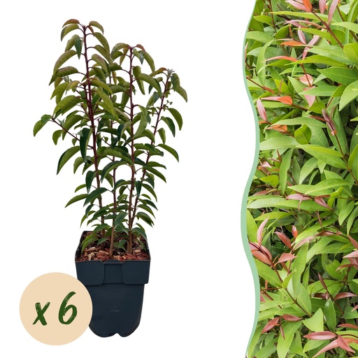 "Heckenpflanzen - Prunus lusitanica Angustifolia - Blatt grün - 6 Pflanzen - 1 laufender Meter - immergrün - Topf 17cm Höhe 50cm image"