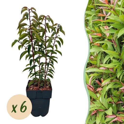 "Portugiesischer Kirschlorbeer 'Angustifolia' 6er-Set (Prunus lusitanica) – winterharter immergrüner Strauch, Topf-Ø 17 cm, Höhe ca. 50 cm image"