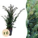 Heckenpflanzen - Taxus baccata - Blatt grün - 6 Pflanzen - 1 laufender Meter - immergrün - Topf 17cm Höhe 60cm