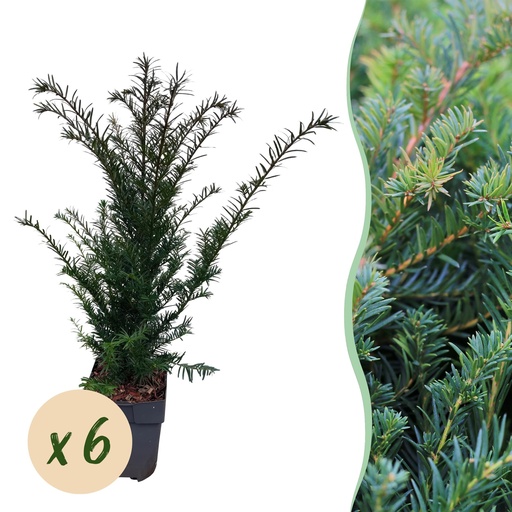 "Heckenpflanzen - Taxus baccata - Blatt grün - 6 Pflanzen - 1 laufender Meter - immergrün - Topf 17cm Höhe 60cm image"