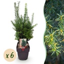 Heckenpflanzen - Taxus media Hilii - Blatt grün - 6 Pflanzen - 1 laufender Meter - immergrün - Topf 17cm Höhe 60cm