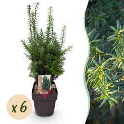 Bastard-Eibe 'Hilii' 6er-Set (Taxus media) – winterharter immergrüner Strauch, T