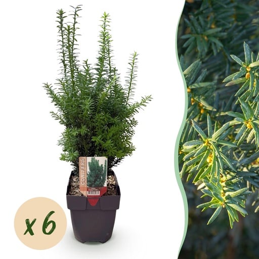 "Bastard-Eibe 'Hilii' 6er-Set (Taxus media) – winterharter immergrüner Strauch, Topf-Ø 17 cm, Höhe ca. 60 cm image"