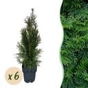 Heckenpflanzen - Thuja occidentalis Smaragd - Blatt grün - 6 Pflanzen - 1 laufender Meter - immergrün - Topf 17cm Höhe 60cm