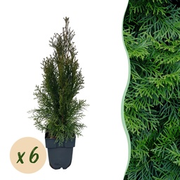 Heckenpflanzen - Thuja occidentalis Smaragd - Blatt grün - 6 Pflanzen - 1 laufen