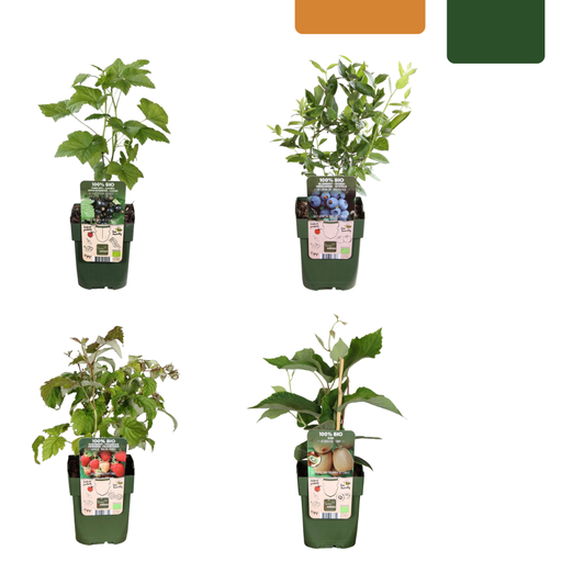 "„Sommerfrüchte“ BIO Obstpflanzen-Mix – Set mit 4 verschiedenen Sorten image"