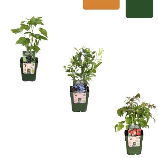"Obstpflanzen-Set „Früchte-Party“ 3er-Set – winterharte Beeren- und Obstpflanzen, Topf-Ø 13 cm image"