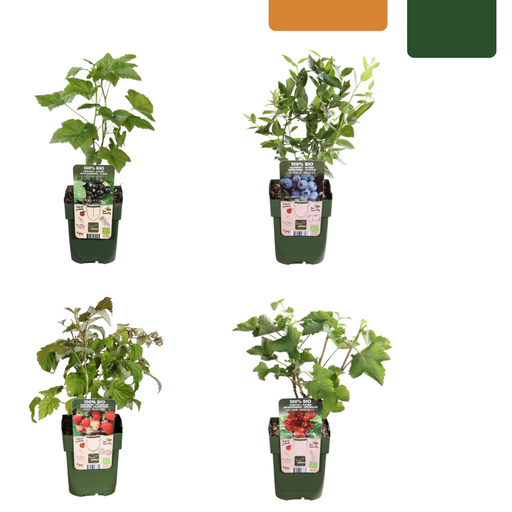 "„Früchteparadies“ BIO Obstpflanzen-Mix – Set mit 4 verschiedenen Sorten image"
