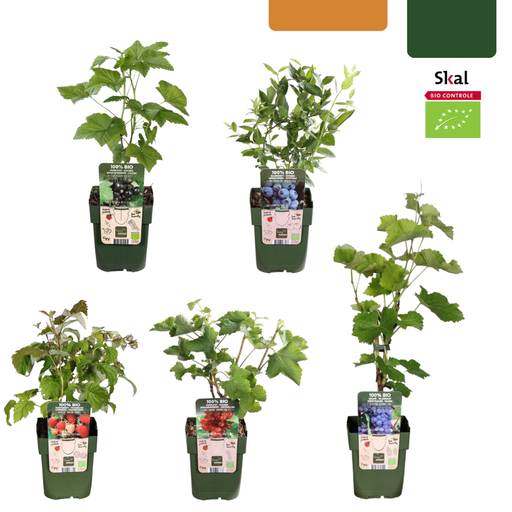 "Früchte-Oase Bio-Obstpflanzen-Set (Set mit) – winterharte Obstpflanzen-Set image"