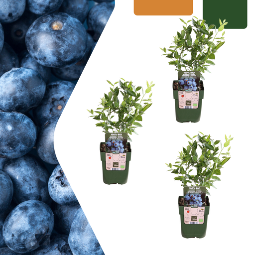 "3 x Heidelbeerpflanzen BIO – Ø 13 cm – ↨ 20 cm image"