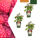 3 x Bio-Himbeerpflanzen – Ø 13 cm – ↨ 20 cm