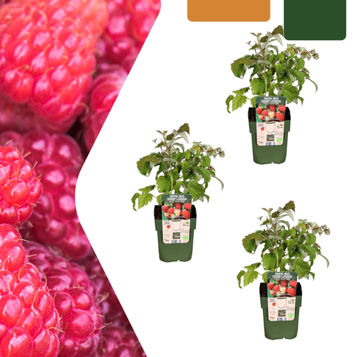 "3 x Bio-Himbeerpflanzen – Ø 13 cm – ↨ 20 cm image"