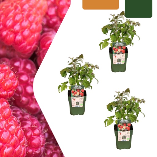 "Himbeere 3er-Set (Rubus idaeus) – winterharte Beerenobst-Pflanze, Topf-Ø 13 cm, Höhe ca. 20 cm image"