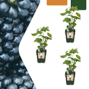 3 x Bio-Brombeerpflanzen – Ø 13 cm – ↨ 20 cm