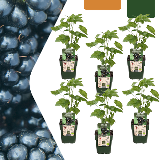 "6 x Bio-Brombeerpflanzen – Ø 13 cm – ↨ 20 cm image"