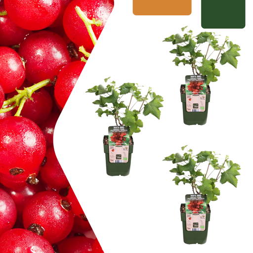 "3 x Bio-Stachelbeerpflanzen – Ø 13 cm – ↨ 20 cm image"