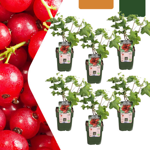 "6 x Bio-Stachelbeerpflanzen – Ø 13 cm – ↨ 20 cm image"