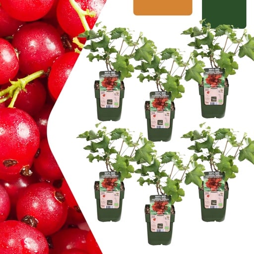 "Stachelbeere 6er-Set (Ribes uva-crispa) – winterharte Beerenobst-Pflanze, Topf-Ø 13 cm, Höhe ca. 20 cm image"