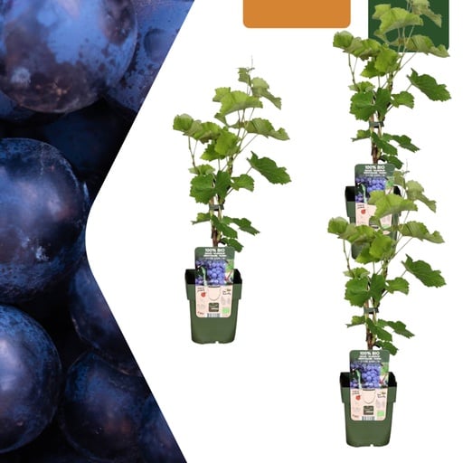 "Weinrebe 3er-Set (Vitis vinifera) – winterharte Kletterpflanze, Topf-Ø 13 cm, Höhe ca. 20 cm image"