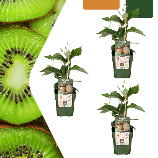 "Kiwi 3er-Set (Kiwipflanzen) – winterharte Kletterpflanze, Topf-Ø 13 cm, Höhe ca. 20 cm image"