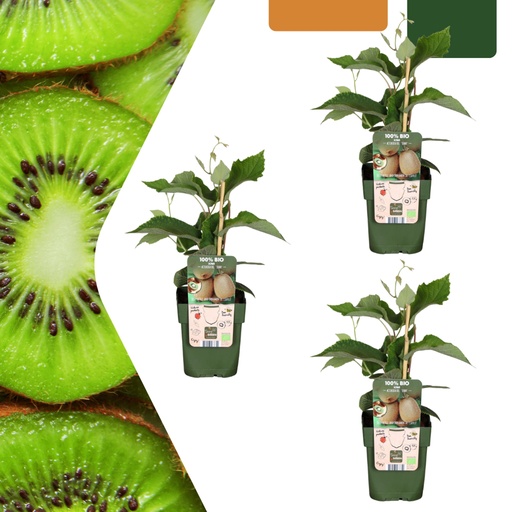 "Kiwi 3er-Set (Actinidia) – winterharte Kletterpflanze, Topf-Ø 13 cm, Höhe ca. 20 cm image"