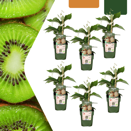 "6 x Bio-Kiwipflanzen – Ø 13 cm – ↨ 20 cm image"