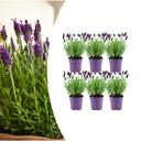 6x Lavandula stoechas Anouk® - 12 cm Topf - Set von 6 Französischen Lavendel