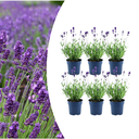 6x Lavandula stoechas Anouk® – 12 cm Topf – Set mit 6 Französischen Lavendeln