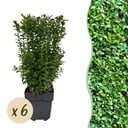 Heckenpflanzen - Buxus sempervirens - Blatt grün - 6 Pflanzen - 1 laufender Meter - immergrün - Topf 17cm Höhe 45cm