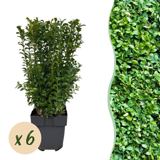 "Heckenpflanzen - Buxus sempervirens - Blatt grün - 6 Pflanzen - 1 laufender Meter - immergrün - Topf 17cm Höhe 45cm image"