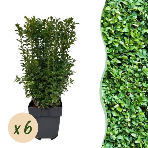 "Heckenpflanzen - Buxus sempervirens - Blatt grün - 6 Pflanzen - 1 laufender Meter - immergrün - Topf 17cm Höhe 45cm image"