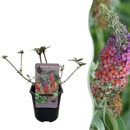 Schmetterlingsstrauch - Buddleja davidii Flower Power - Blüte Orange Lila - 1 Pf