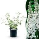 Gartenpflanze - Schmetterlingsstrauch 'White Profusion' - Winterhart - Weiß - 1 Pflanze - Topf 17cm - Höhe 45cm
