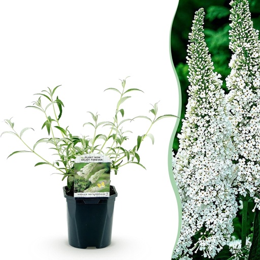 "Gartenpflanze - Schmetterlingsstrauch 'White Profusion' - Winterhart - Weiß - 1 Pflanze - Topf 17cm - Höhe 45cm image"