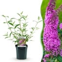 Gartenpflanze - Schmetterlingsstrauch 'Pink Delight' - Winterhart - Rosa - 1 Pflanze - Topf 17cm - Höhe 45cm