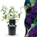 Gartenpflanze - Schmetterlingsstrauch 'Black Night' - Winterhart - Lila - 1 Pflanze - Topf 17cm - Höhe 45cm